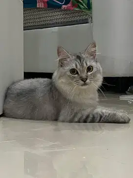 Open adopt kucing ras silangan norwegian x bigbone