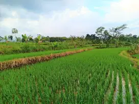Tanah Sawah Subur 150 Juta Kedawung Sragen