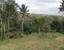 Tanah Kebun sejuk Belimbing pupuan Tabanan Bali