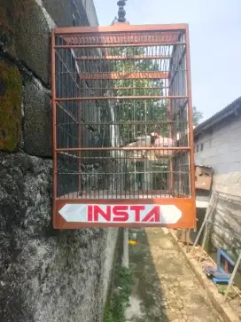 Burung jalak suren