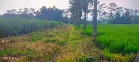180rb per m²! lahan tebu pakisaji