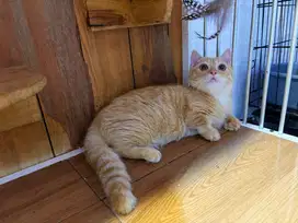 Kucing kitten munchkin BSH top standart jantan