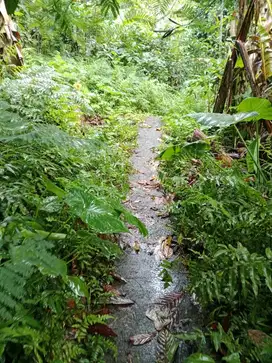 jual tanah kebun 2 ha 50 are. harga 7,500 jt/areselemadeg barat