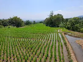 JUAL CEPAT TANAH SAWAH HARGA TERJANGKAU BAROS BANJARAN