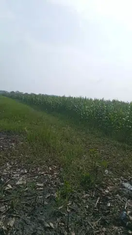 Sawah produktif luas 5.280 m2 kec. rembang kab. Pasuruan