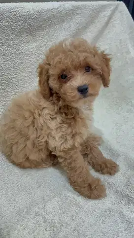 Tiny poodle male