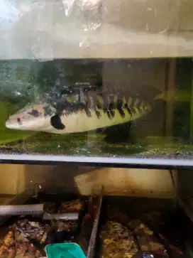 Ikan channa uk.50 cm