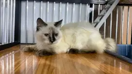 kitten himalaya