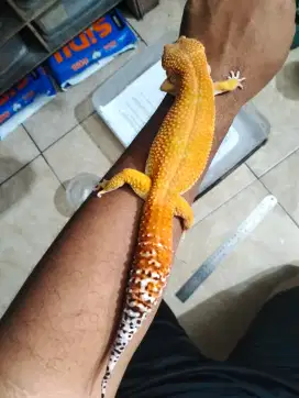 Gecko Geco Geko kurleb 28cm