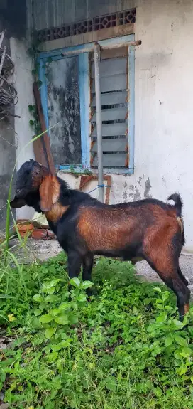 jual cepat kambing