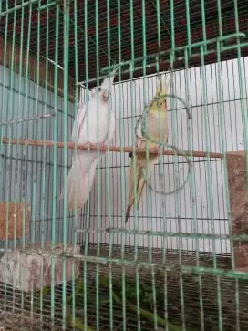 Jual burung parkit ausralia full set