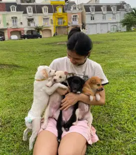 Anak anjing Ras besar gemoyy