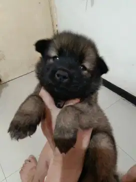 Anak Anjing Kintamani Asli