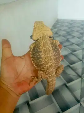 Bearded dragon Lb het zero hypo trans male