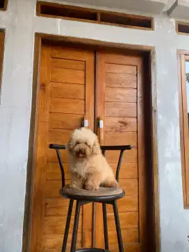 Apricot poodle betina 1 Thn gemoy berkualitas