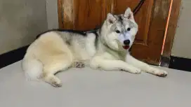 Jual cepat Anjing Husky