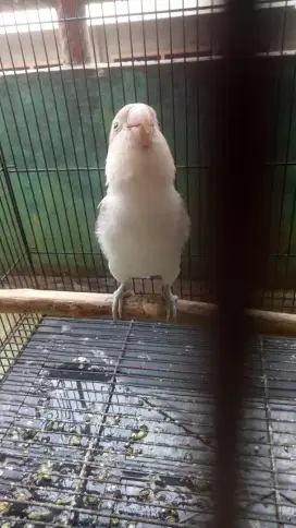 3 Ekor burung Lovebird