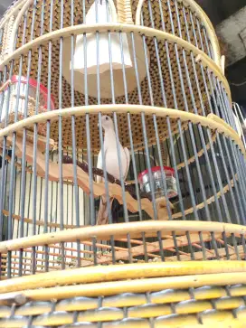 Perkutut putih lurik mata merah jantan