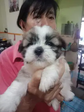 Dijual anakan anjing shithzu mix maltese