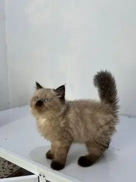 Lepas adop anakan Ragdoll 2 bulan