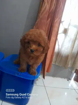 Toys Poodle coklat