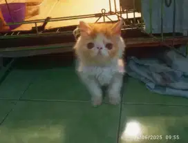 ANAK KUCING PERSIA PEAKNOSE