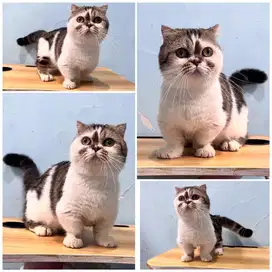 Kucing munchkin gaelic fold pejantan