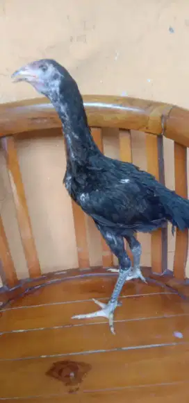 Ayam betina pakhoy usia 4 bulan bisa tuker tambah...