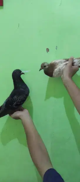Merpati kolong setengah jalan