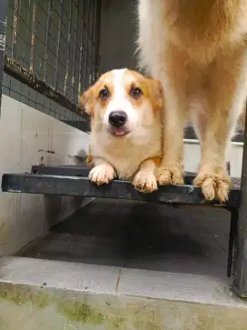 Anak Anjing Corgi Stambum