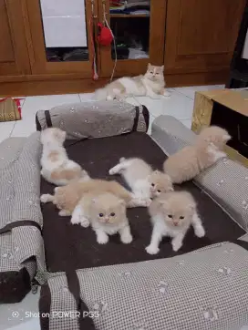 Kitten lucu gemoy 6 ekor usia 1 bulan order 1 bulan.