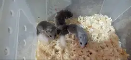 Dormice/ Tupai Mini Africa