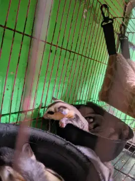 Sugar glider!!!