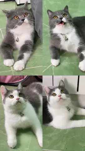 Lepas adop kitten Bsh / British short hair kitten Jantan Betina