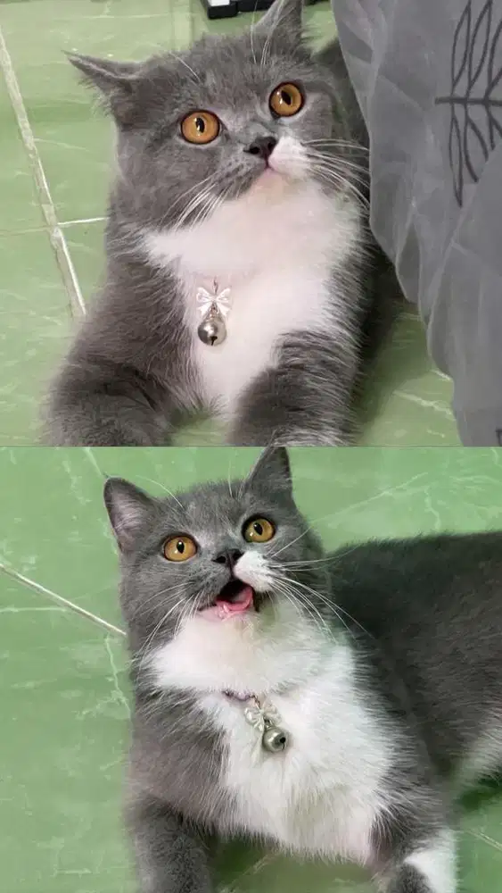 Lepas adop Bsh / British short hair Bico Blue Betina