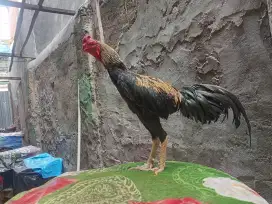 Ayam Bangkok koyngon kaki gunung