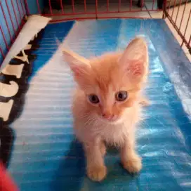 Lepas Adopsi Kitten