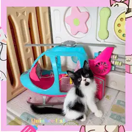 Kucing BSH x Peaknose Jantan Black Bicolor / hitam putih