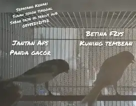 Sepasang kenari siap produksi