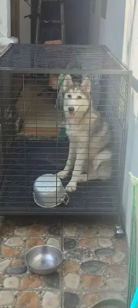 Anjing Siberian husky