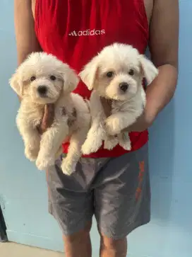 anak anjing maltese snow white 100% pure sudah vaksin