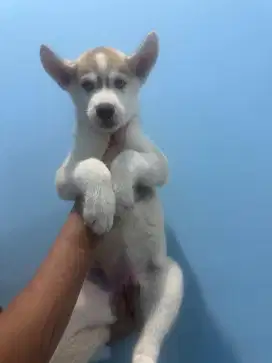 anak anjing siberian husky betina mata biru 100% pure