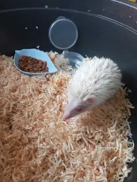 Landak mini albino