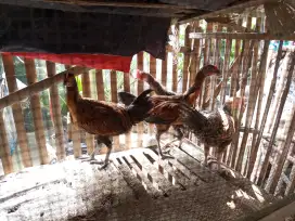 Ayam pelung anakkan usia 3 bulan