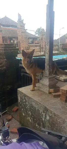 Herder german shepherd