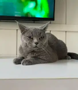 Kucing Bsh non ped jantan 1 tahun