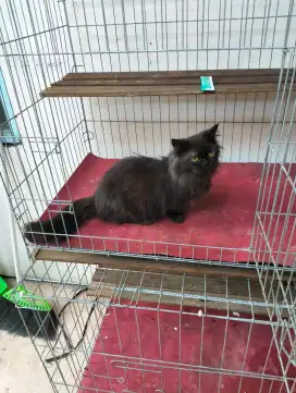 Manckhin atau cebol betina