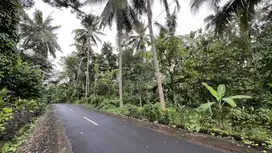 Di jual tanah kebun datar pinggir jalan aspal dekat kota tabanan