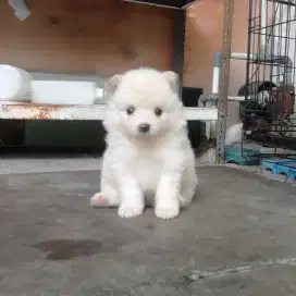 Anak anjing pom 1 bulan