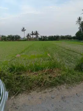 Dijual tanah sawah di Galur, Brosot, Kulon Progo